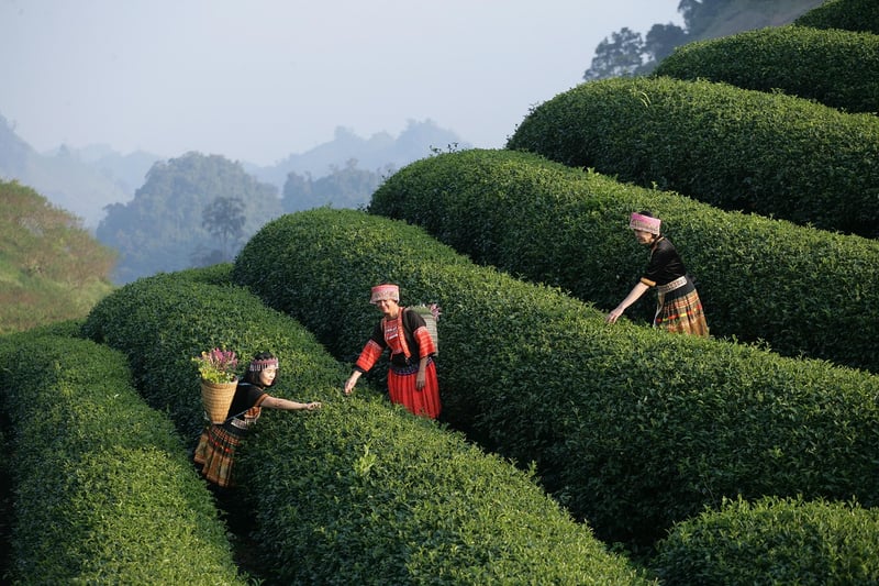 Sensory culinary experiences